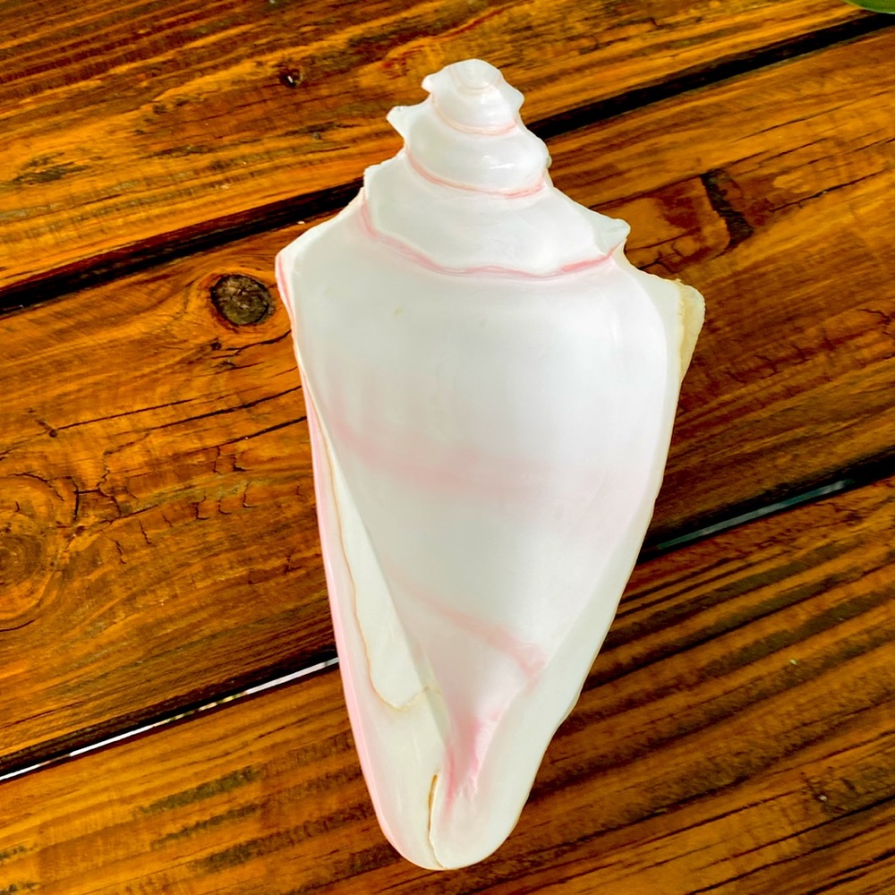 Caribbean Conch Real  Shell  Footed Bowl - Picture 2 of 9